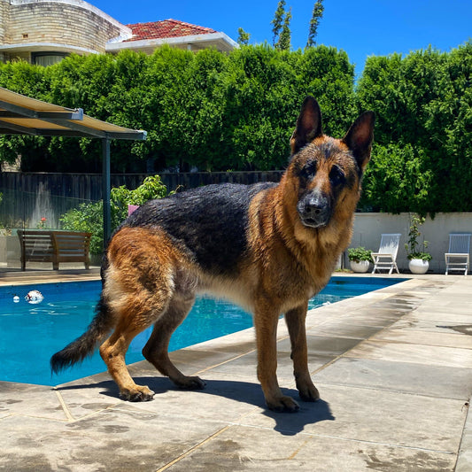 5 fun facts about German Shepherds!