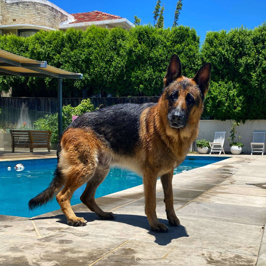 5 fun facts about German Shepherds!