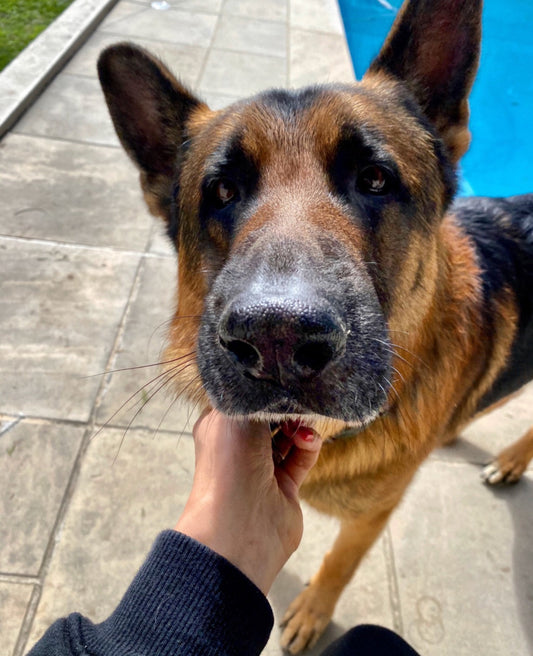 Life with Kaiser: More Than Just a Dog!